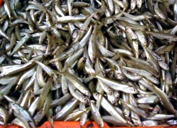 Atherina boyeri_003.jpg